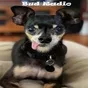 Logo de Bud Radio