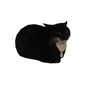 Logo de Maxwell Cat Radio