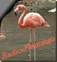 Logo de Radio Flamingo